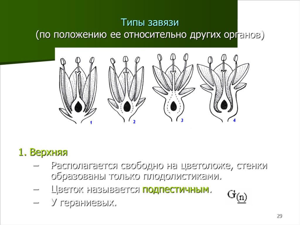 29 Типы завязи (по положению ее относительно других органов) 1. Верхняя Располагается свободно на